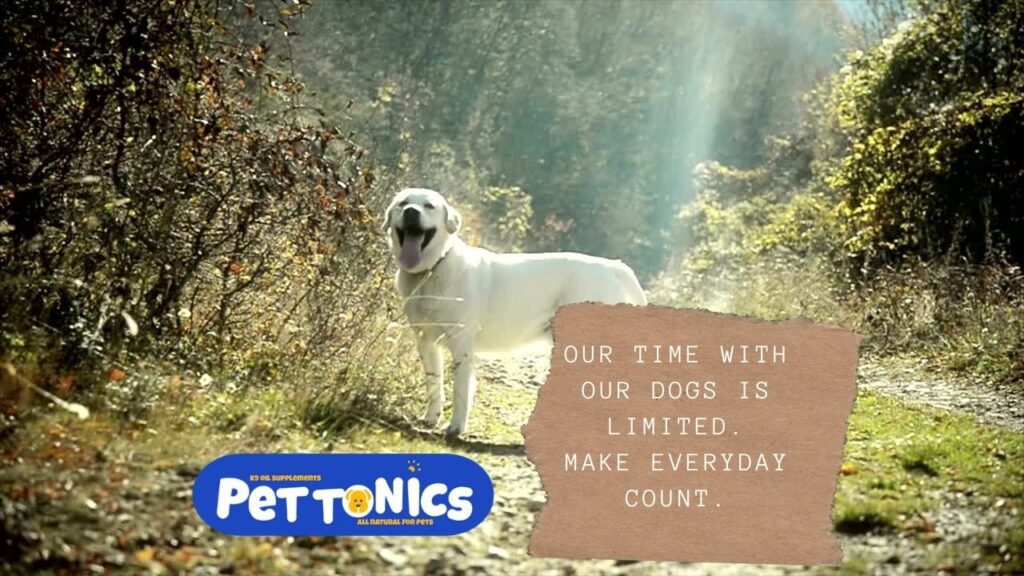 K9 Oil Supplements A dogs lifespan 7 A dogs lifespan