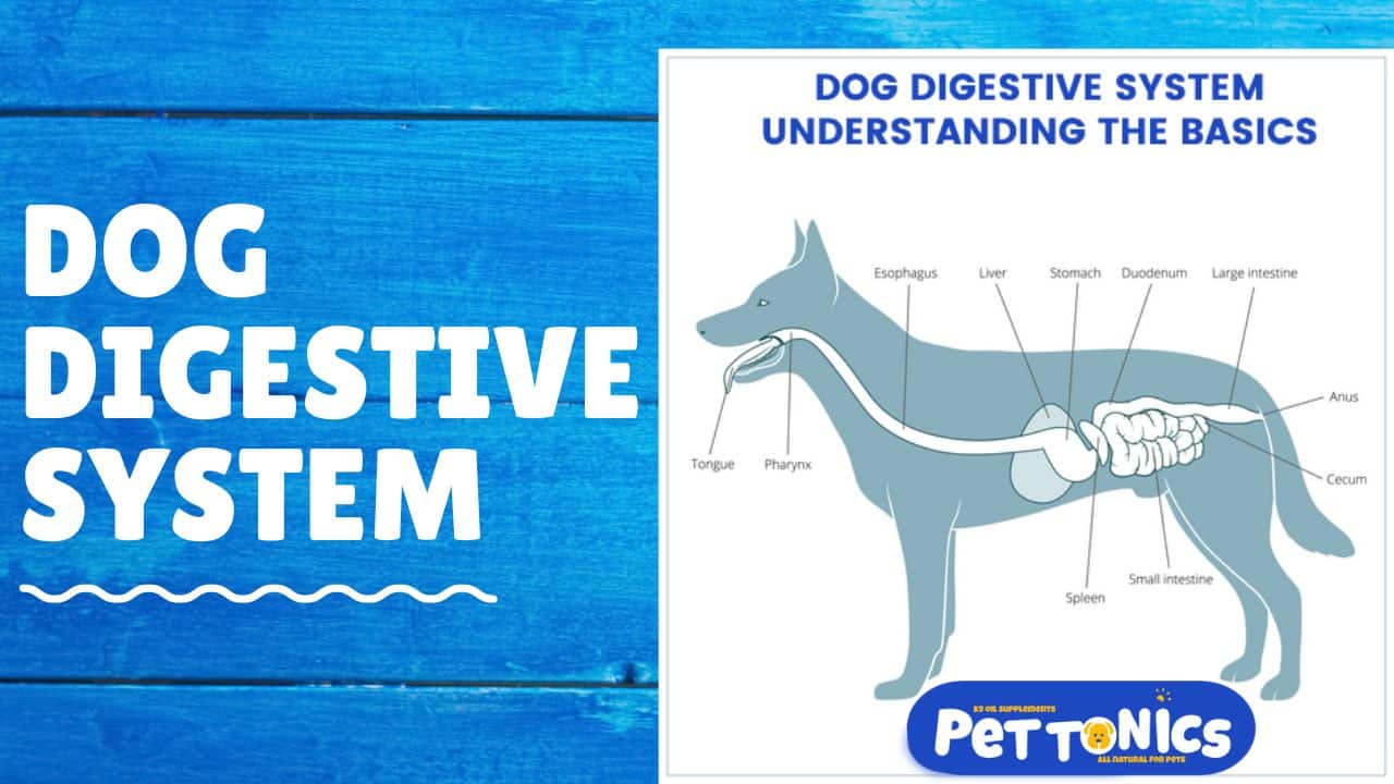 Dog Digestive System Natural Pet Tonics For Dogs and Cats