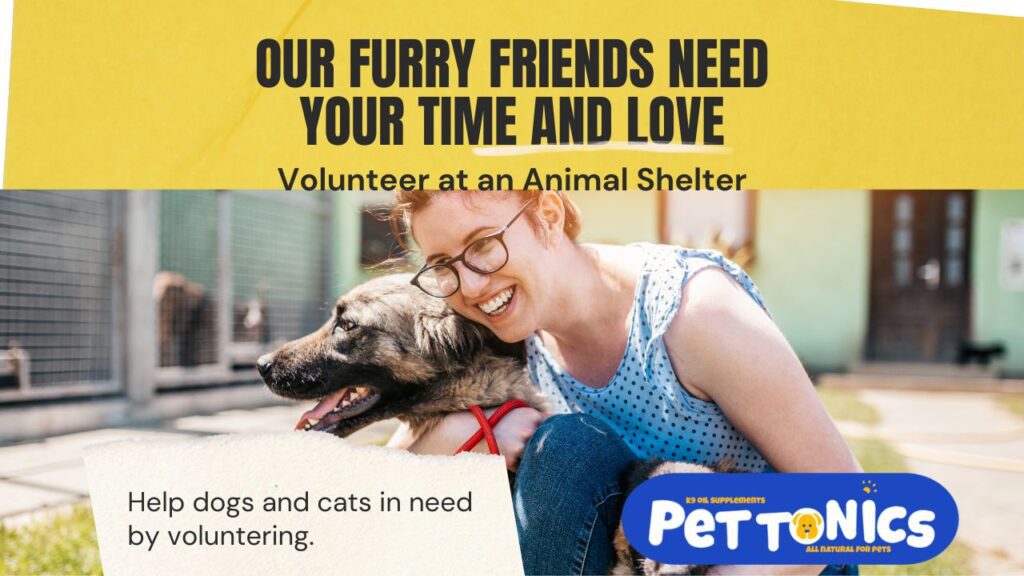 Dog And Animal Shelters