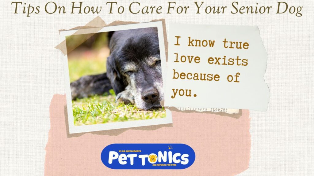 K9 Oil Supplements Senior Dog Care 7 Senior Dog Care