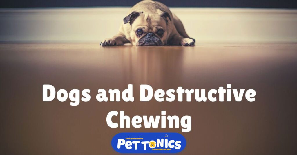 Dogs Destructive Chewing