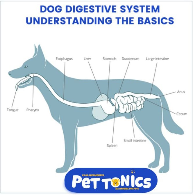 dog digestive tract diagram