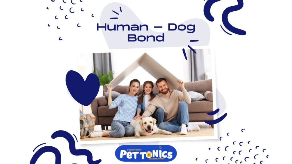 Human Dog Bond