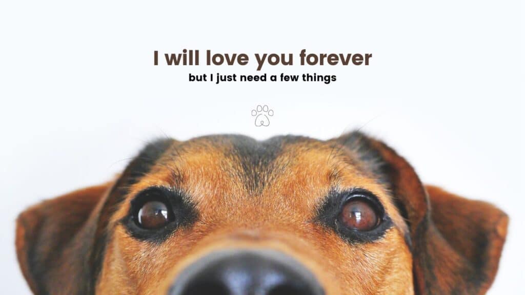 human dog bond challenges