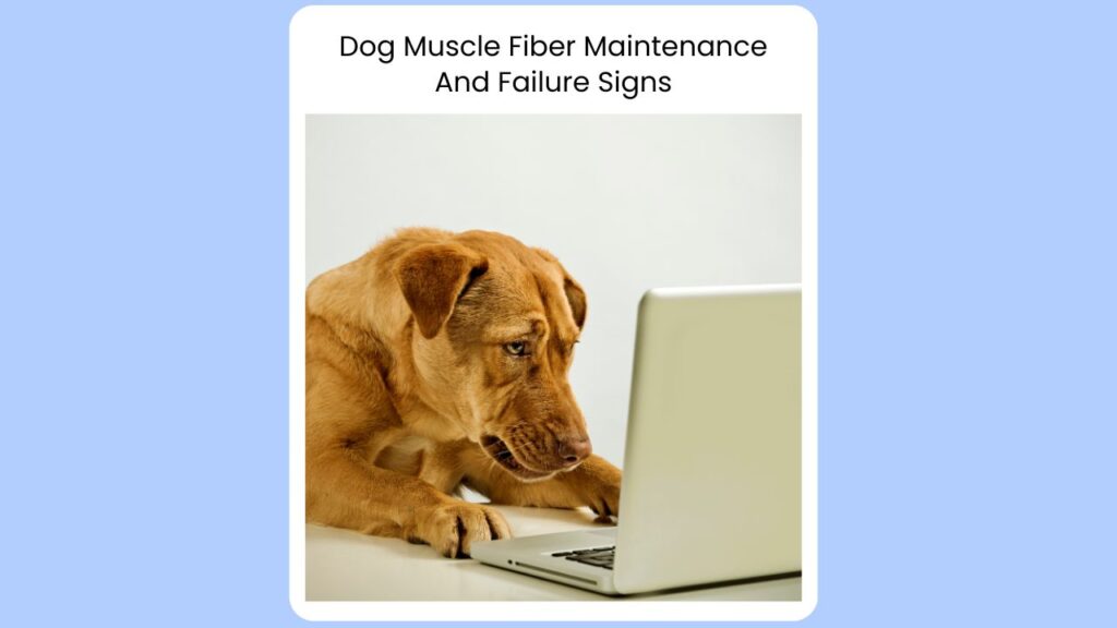 K9 Oil Supplements Dog Muscle Fibers 3 dog muscle fiber maintenance